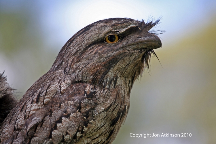Tawny Frogmouth Tawny Frogmouth